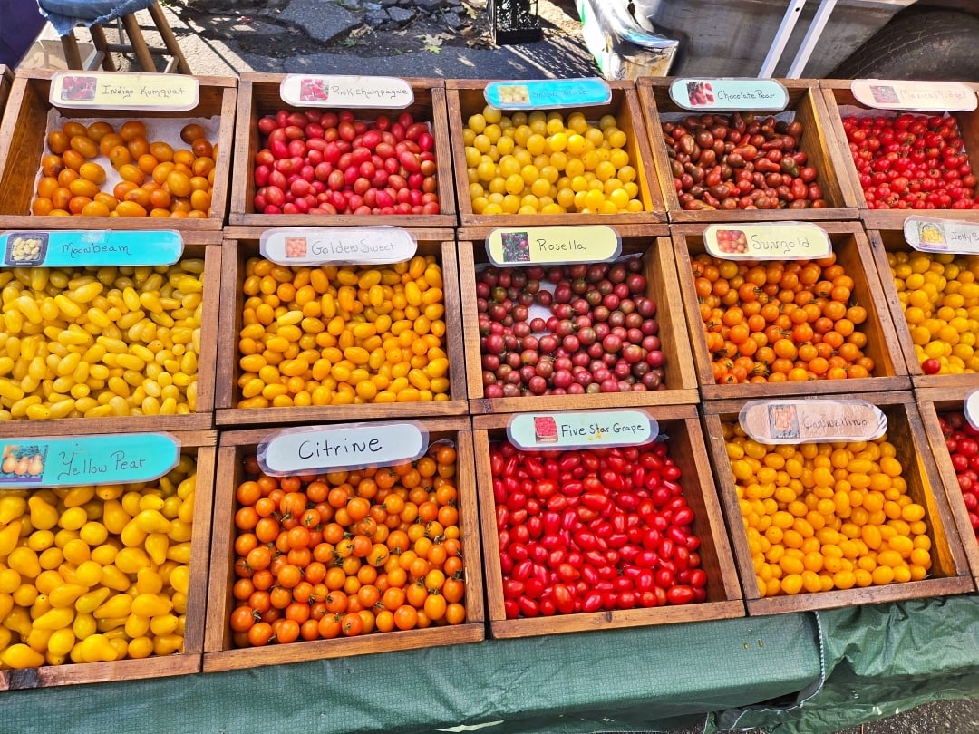 Cherry Tomato Varieties
