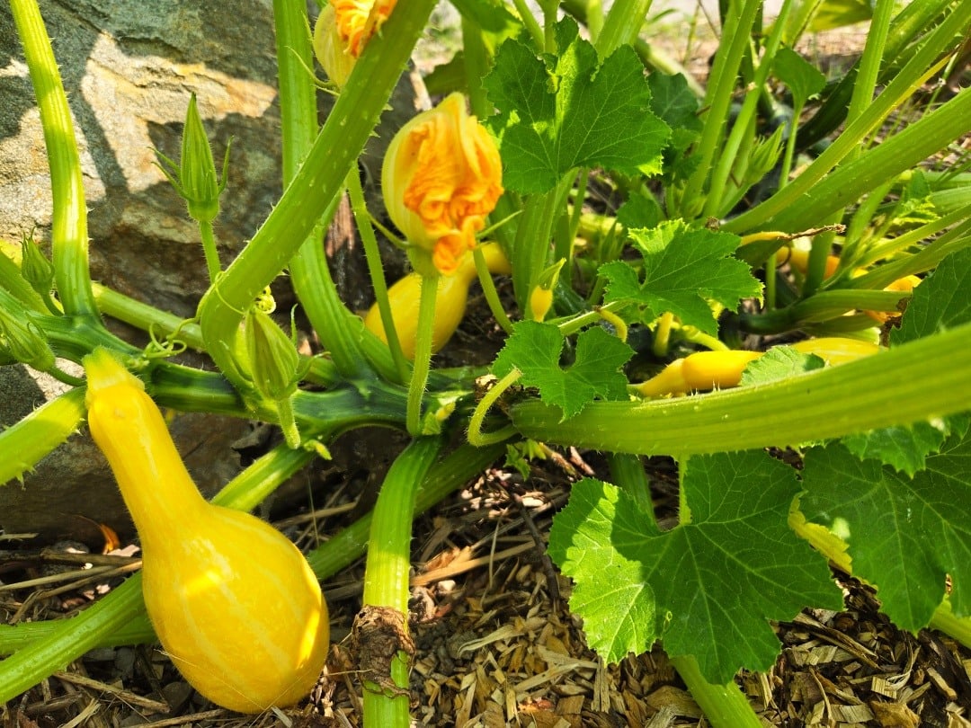 Summer Squash Growing