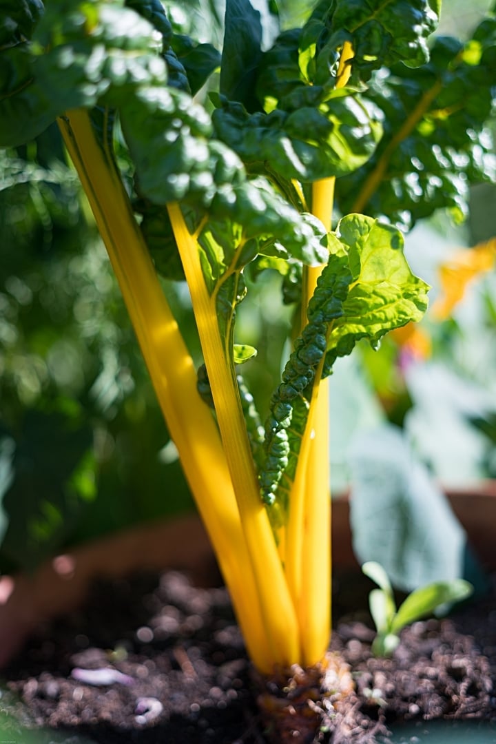 Swiss Chard Yellow
