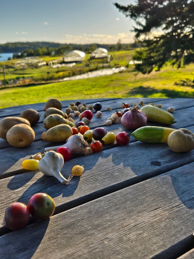 Turner Farm, North Haven, Maine Vegetables