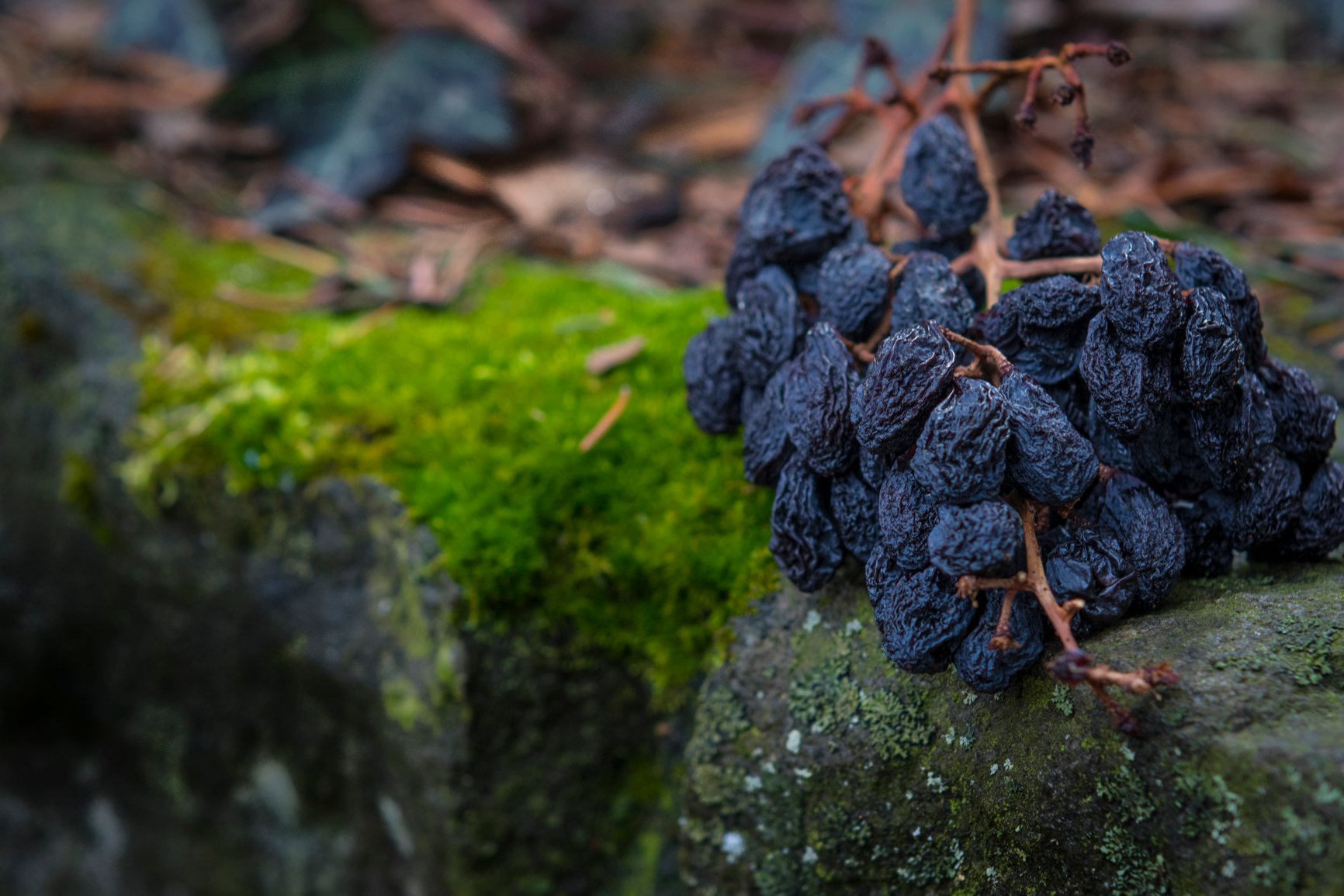 Dried bunch of raisins and moss granite rock